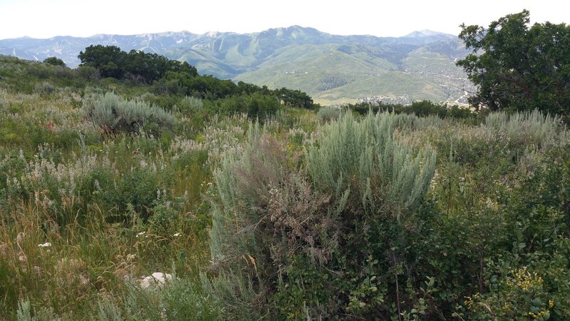 View of Wasatch from the trail.