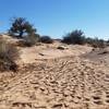 Recent rain created desert art in the sand.