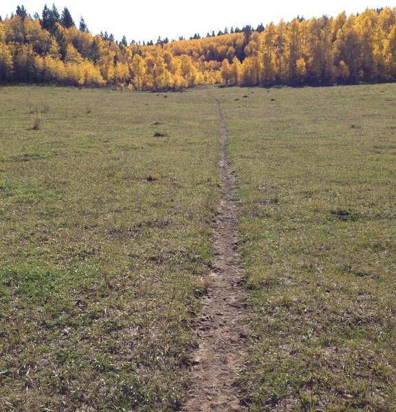 A beautiful open meadow just before the downhill starts on Crystal Springs