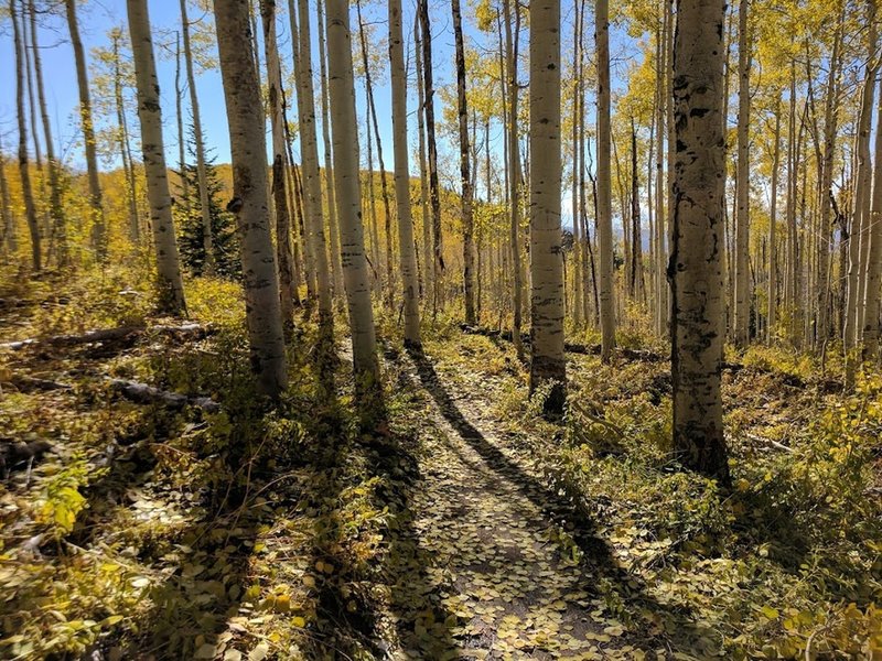 Singletrack through fall aspens.