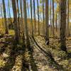 Singletrack through fall aspens.