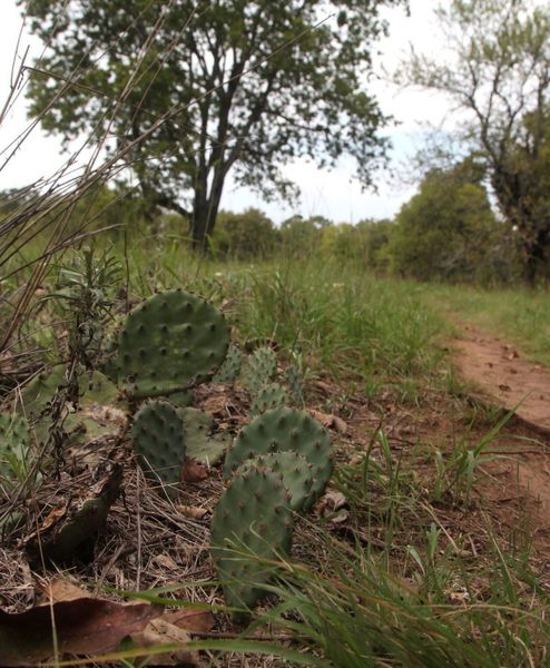 Cactus just off the Prairie Fork