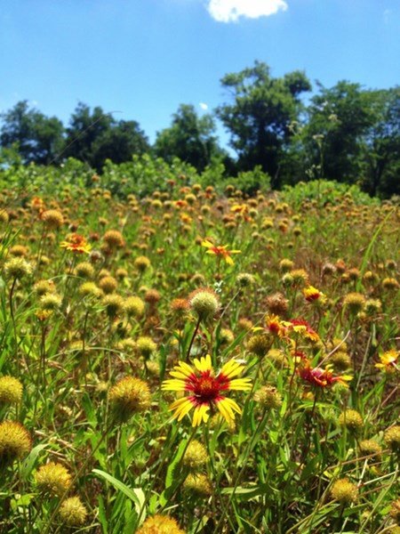 Summer flowers