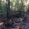 Cool tree with exposed roots near Bird Creek