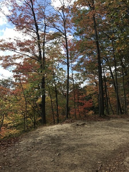 Colorful trees