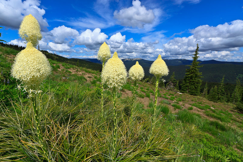 Beargrass and Lookout Mountain