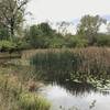 Wetland area near the end of the trail