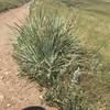 These thorny grasses are all along the trail.  At the top of Green Mountain there is a radio antenna you can see in the background.