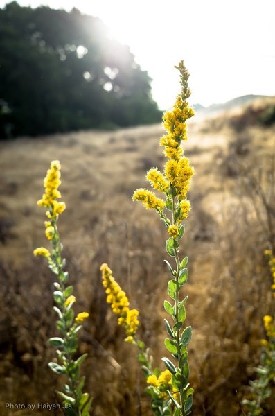 Is this Winter Cress?