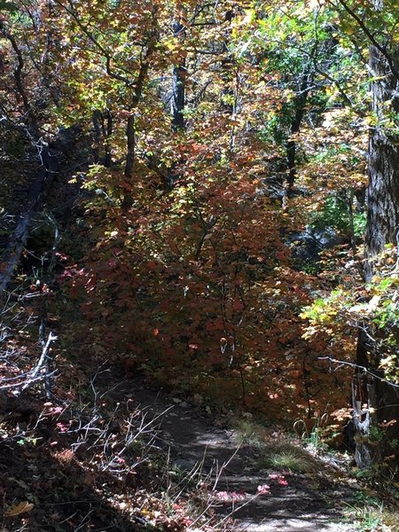 Photo doesn't do this justice. Some fall color in the area.  Sorry this is not along the trail, I missed the turn at the switch back and got this along the way back to the trail.