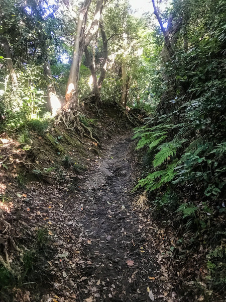 A view up the trail.