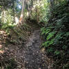 A view up the trail.