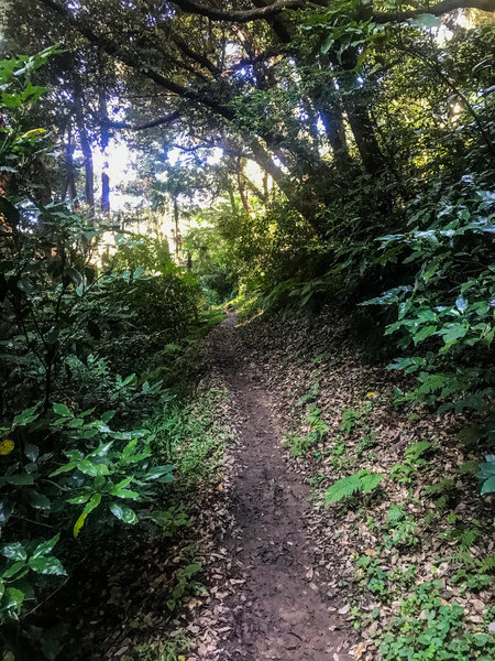 A nice section of singletrack trail.