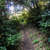 A nice section of singletrack trail.