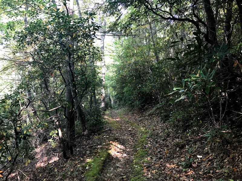 Along McKee Branch at the beginning of the trail.