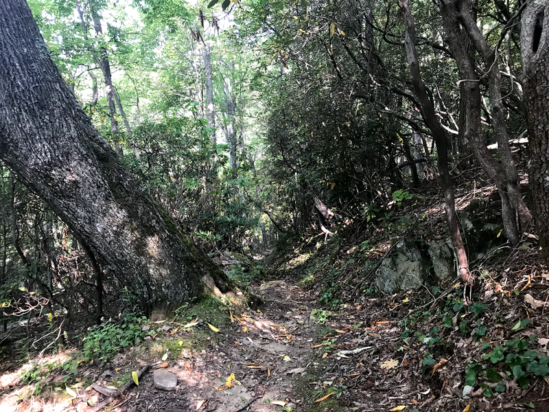 Along McKee Branch Trail.