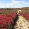 Beautiful fall Color on Bear Rock Trail, early October.