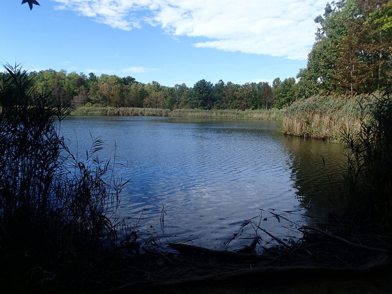 View of Wapiti Pond looking towards levee.