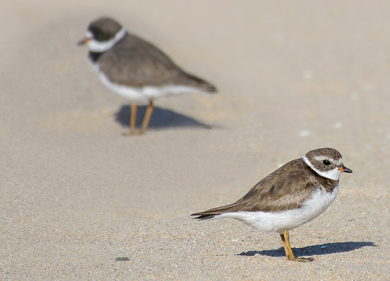 Semipalmated Plovers (Charadrius semipalmatus)