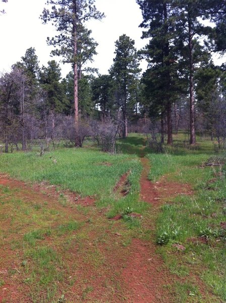 View of Houston Creek Trail, looking north.