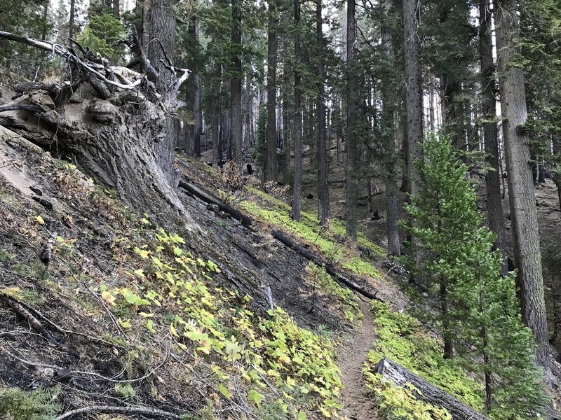 Haypress Trail