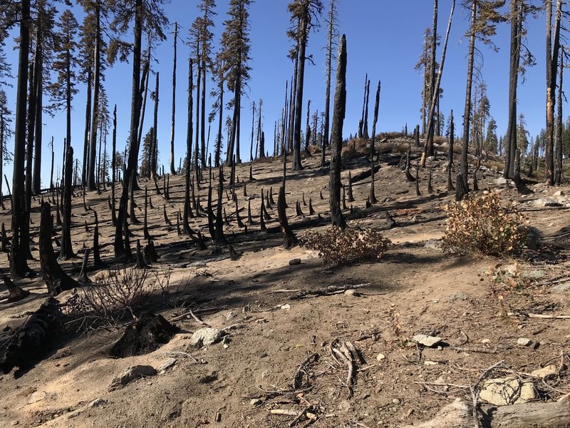 Burned section of Haypress Trail near Sandy Ridge