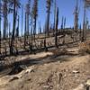 Burned section of Haypress Trail near Sandy Ridge