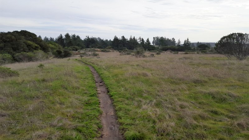 A section of singletrack on the Wilder Ridge Loop.