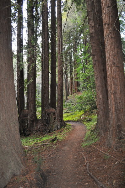 Redwood "fairy rings" on the Old Cabin Trail.