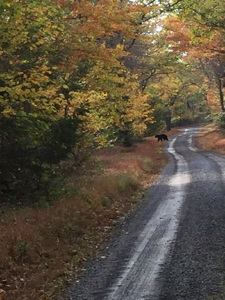 Fall scenery on the Rag Hollow Road.