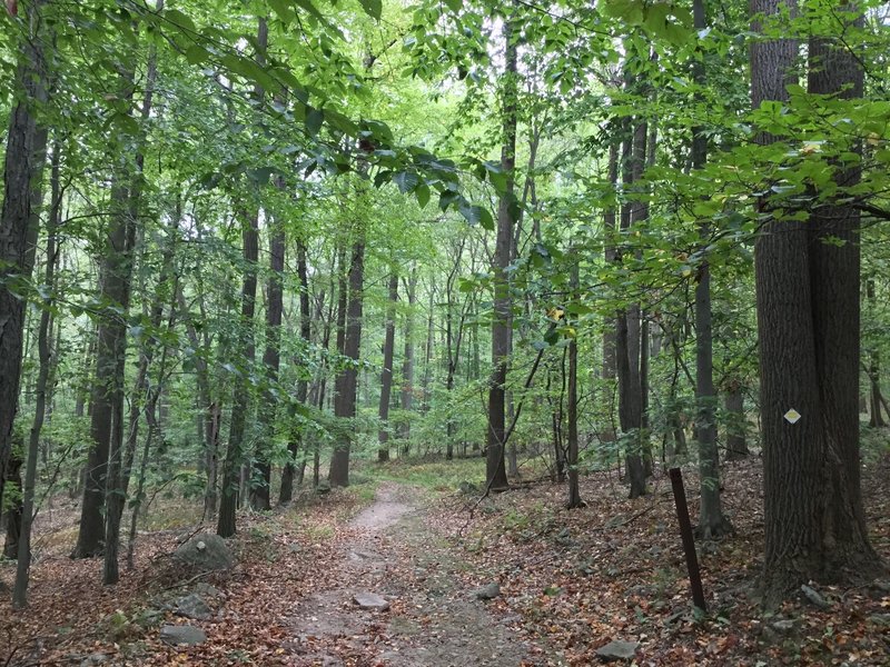 Trail through the forest.