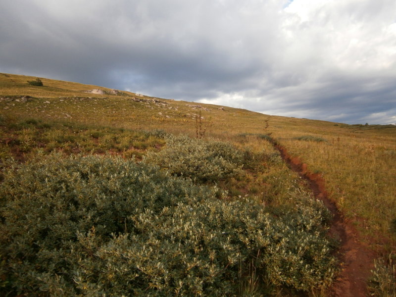 Just another alpine trail after work. Great way to beat the heat!