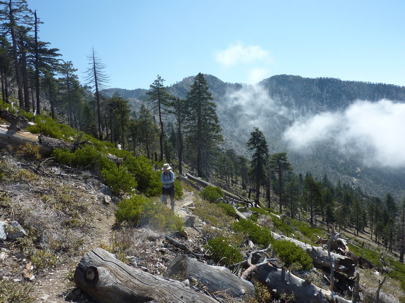 Big Cienega Trail looking east towards Hawkins Ridge