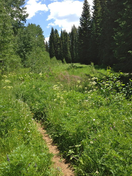 One of the many fields that you'll pass through which offer a break from the dense forest.