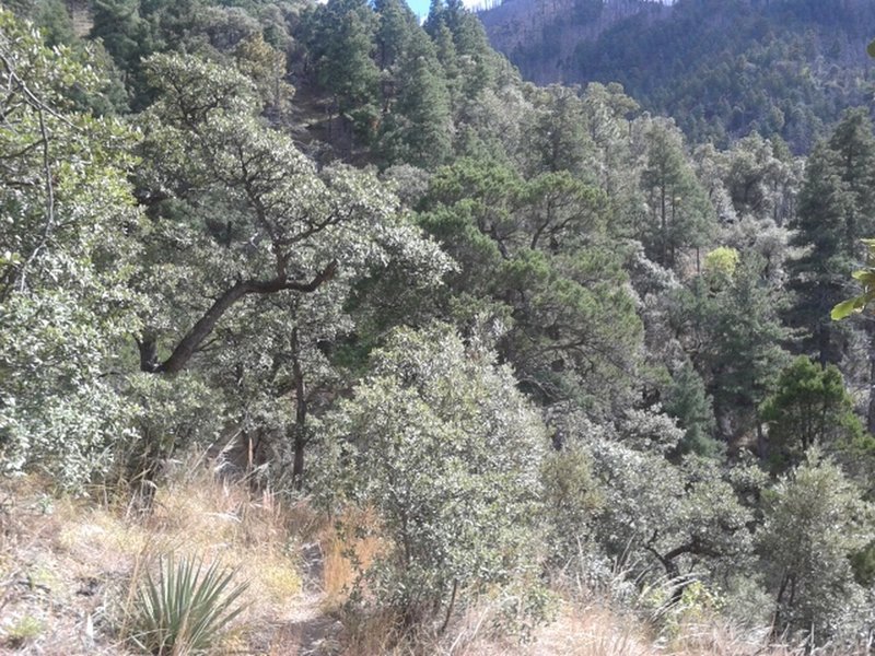 Getting into the trees and out of the desert scrub.