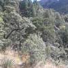 Getting into the trees and out of the desert scrub.