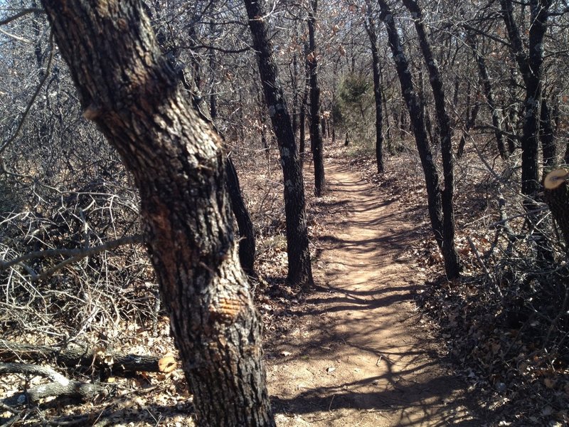 Singletrack through the oaks and greenbriar