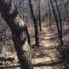 Singletrack through the oaks and greenbriar