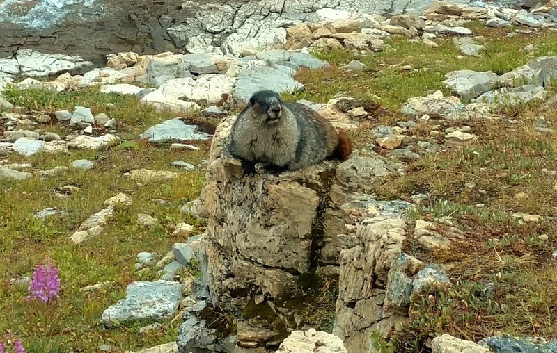 Hoary Marmot. They are all over the place in the meadows below Snowbird Pass