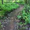 Winding through the ferns.