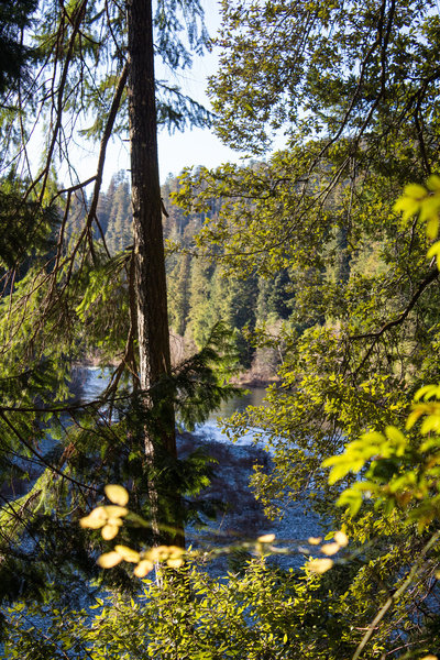 Smith River through the trees on Hiouchi Trail.