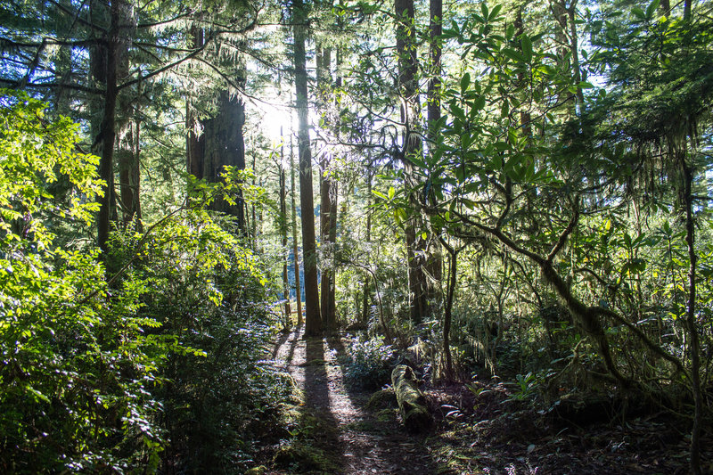 Morning light on Hiouchi Trail on a winter morning.