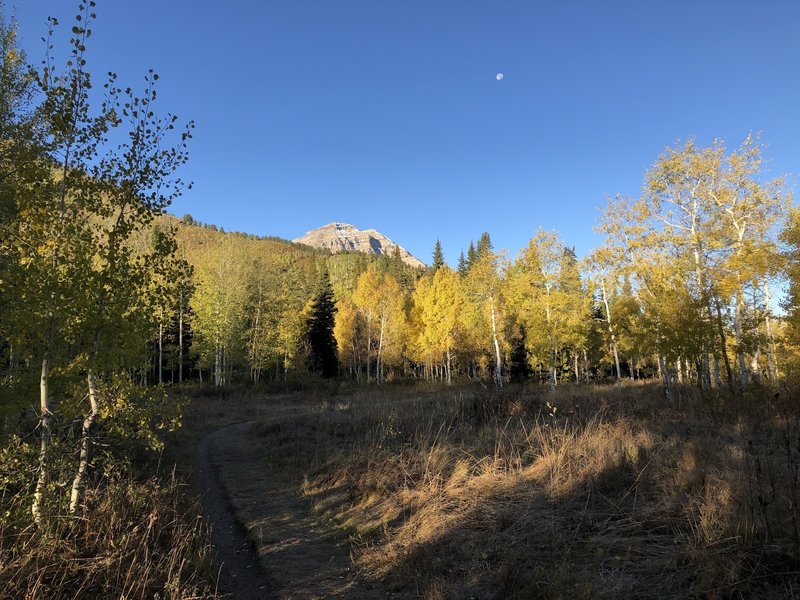 Meadow and moon