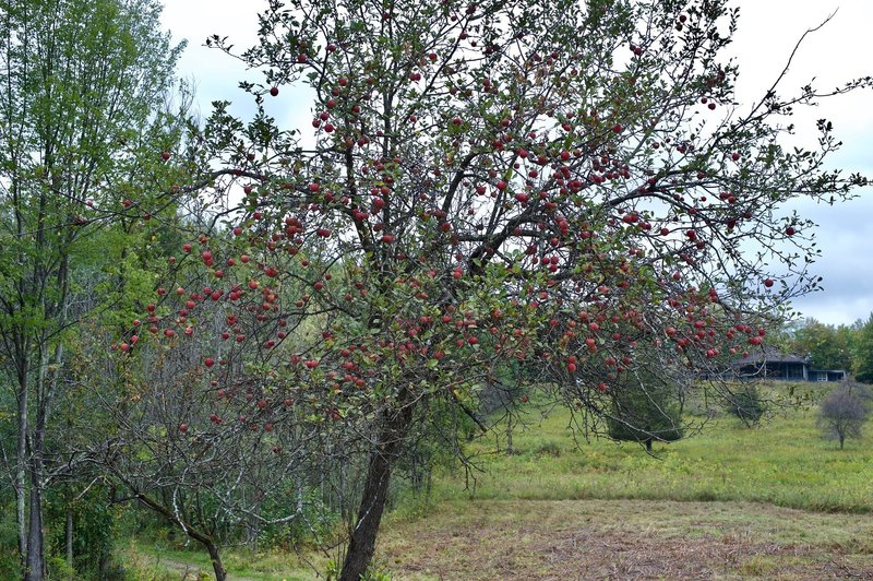 Apple trees can be seen throughout the park.