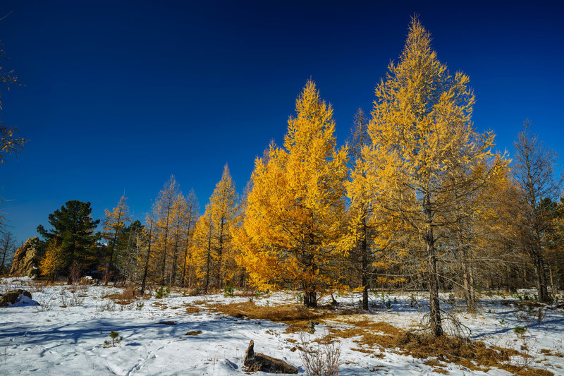 Late Fall Colors