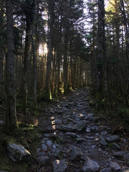 Sub-alpine forest on the southern ridge of Mount Abraham.