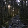 Sub-alpine forest on the southern ridge of Mount Abraham.