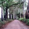 Dirt road before the singletrack