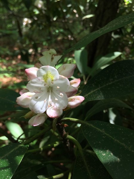 A beautiful rhododendron on the trail.