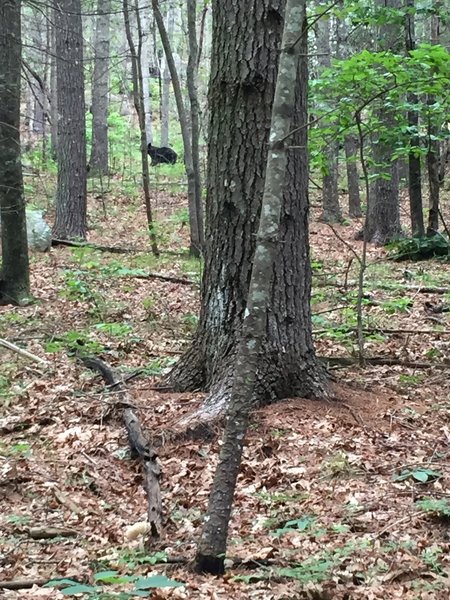 Saw this friend of the forest at Wintergreen Falls in DuPont.